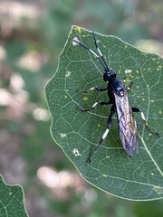 Ichneumon deliratorius