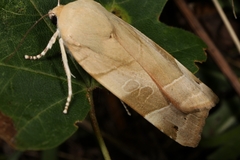 Noctua fimbriata