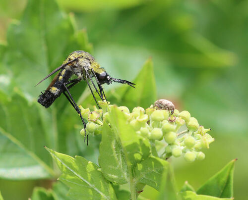Scaly Bee Fly photo 4