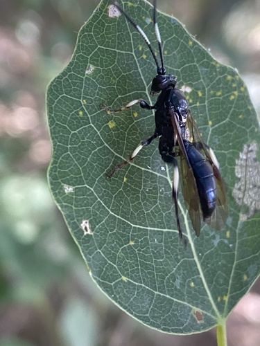 Eupalamus wesmaeli