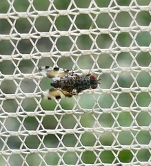 Pseudotephritis vau