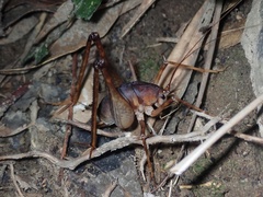 Diestrammena nicolai