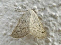 Taeniogramma