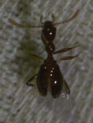 Acanthinus argentinus