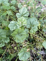 Malva pusilla