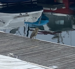 Nycticorax nycticorax