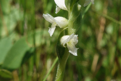 Spiranthes romanzoffiana