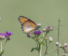 Danaus chrysippus dorippus