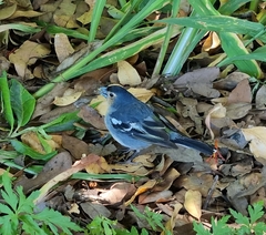 Fringilla coelebs palmae