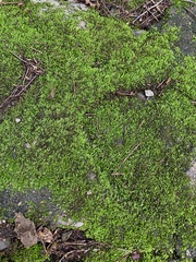 Bryophyta