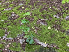 Bryophyta