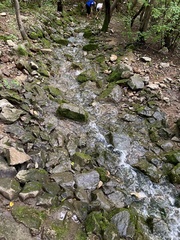Bryophyta