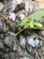 Acrometopa servillea