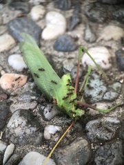 Acrometopa servillea