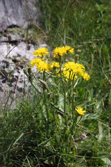 Crepis conyzifolia