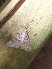 Ascotis fortunata