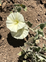 Calystegia malacophylla
