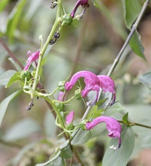 Centropogon urubambae