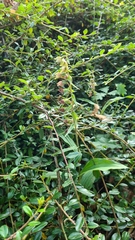 Epipactis helleborine