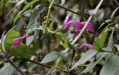 Centropogon urubambae