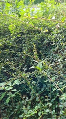 Epipactis helleborine