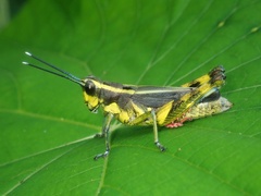 Traulia ornata iriomotensis