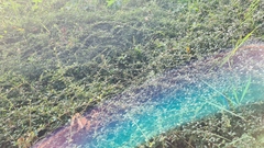 Epipactis helleborine