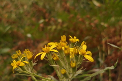 Senecio bayonnensis