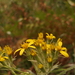 Senecio bayonnensis - Photo (c) José Luis Romero Rego, some rights reserved (CC BY-SA), uploaded by José Luis Romero Rego