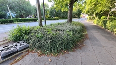 Epipactis helleborine