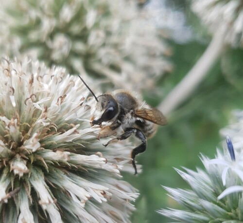 hairy-footed leafcutter bee