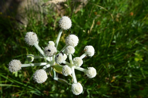 iNaturalist observation photo of Masked Bees