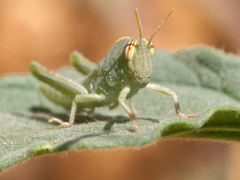 Anacridium aegyptium
