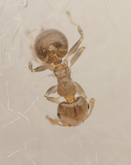 Crematogaster torosa