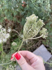 Daucus carota