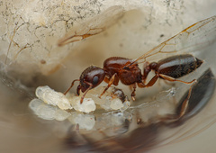 Crematogaster torosa