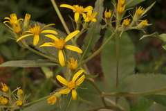 Senecio bayonnensis