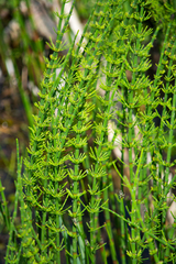 Equisetum fluviatile