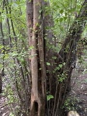 Pteroceltis tatarinowii