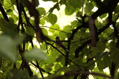 Ficedula hypoleuca