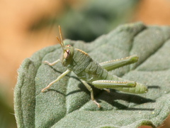 Anacridium aegyptium