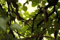 Ficedula hypoleuca