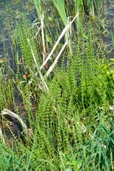 Equisetum fluviatile