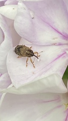 Lignyodes bischoffi