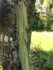 Usnea barbata