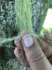 Usnea barbata