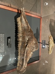Edmontosaurus