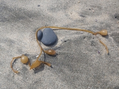 Macrocystis pyrifera