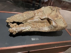 Edmontosaurus