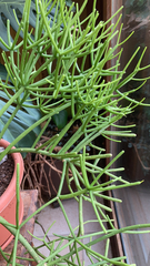 Euphorbia tirucalli